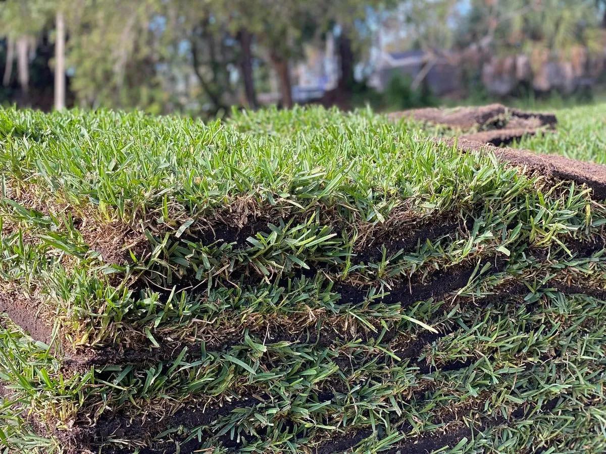Freshly installed Florida sod project